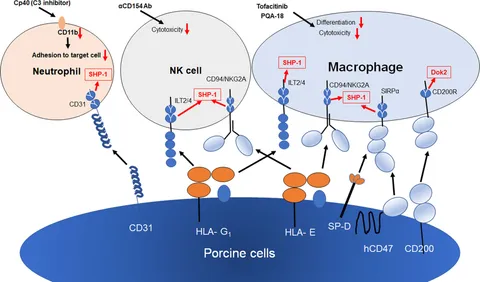 Frontiers | The Innate Cellular Immune Response in