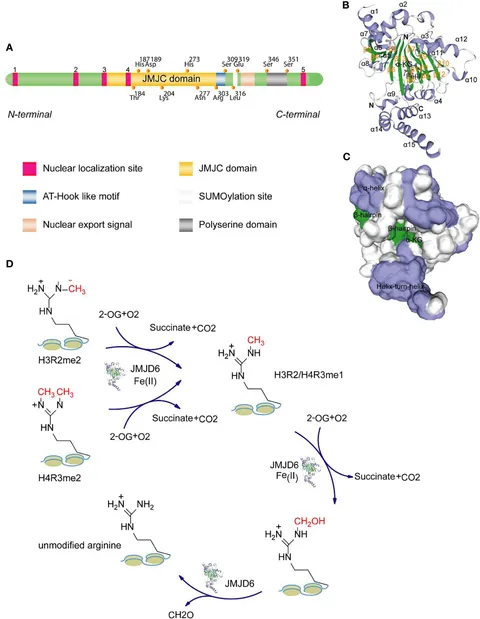 fimmu-13-859893-g001.jpg