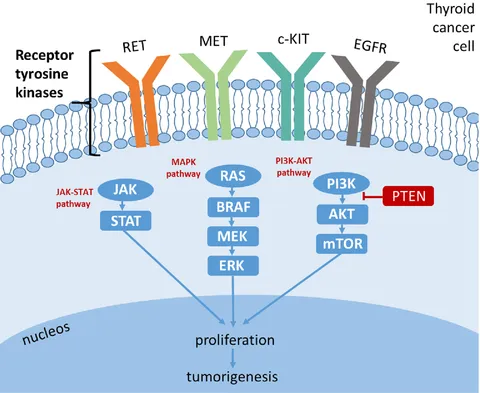Ｔｈｙｒｏｉｄ　Ｃａｎｃｅｒ　Ｅｘｐｌｏｒｅ ｖｏｌ．３　ｎｏ．２（２２０１/メディカルレビュ-社/「Ｔｈｙｒｏｉｄ　Ｃａｎｃｅｒ　Ｅｘｐｌ（大型本） Biologic and Clinical Perspectives on Thyroid Cancer | New