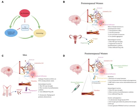 gu.m  Frontiers | Sex-Associated Differences in Neurovascular
