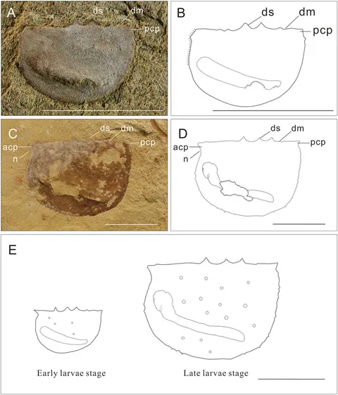 ※本物保証 Tuzoia tylodesa 化石 トゥゾイア 澄江動物群 本物保証 Tuzoia tylodesa 化石 トゥゾイア 澄江動物群