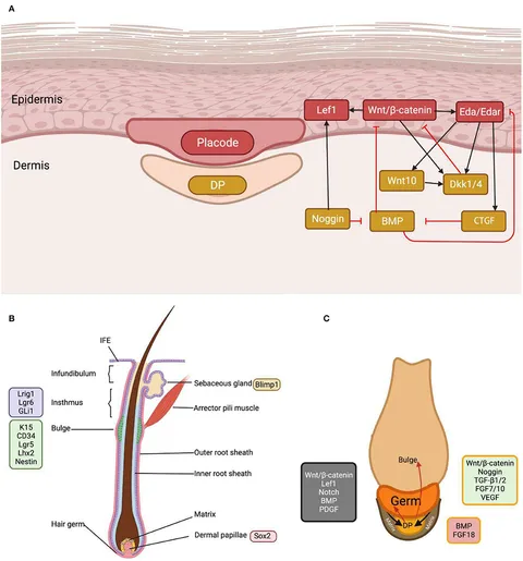 Transcriptomic Analysis Reveals the Effect of Urea on