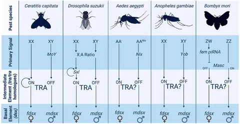 Frontiers | Manipulating Insect Sex Determination Pathways