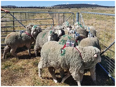 Why Sheep? ‎– Sampling Concerto Why Sheep? ‎– Sampling Concerto（Frontiers | Using Real-Time