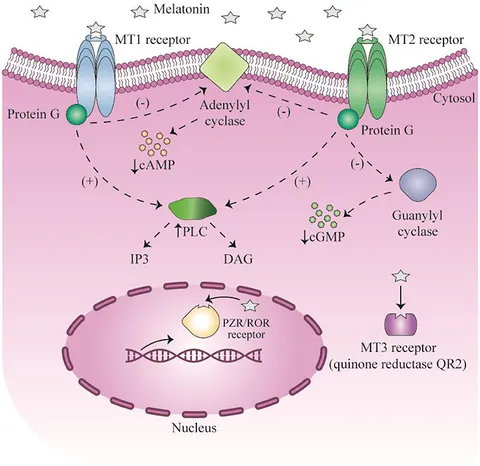 Frontiers | Evidence for the Benefits of Melatonin in