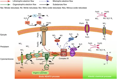 Frontiers | Autotrophic Fe-Driven Biological Nitrogen