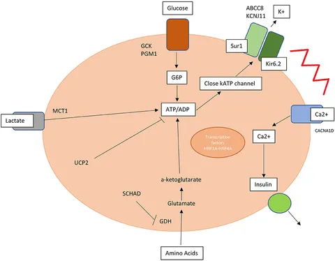 臨床病態栄養学 = Pathophysiological Bases of C… Bone Disease in Primary Hyperparathyroidism—Changes