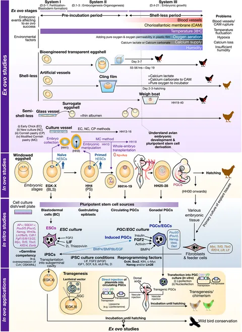 fphys-13-903491-g001.jpg