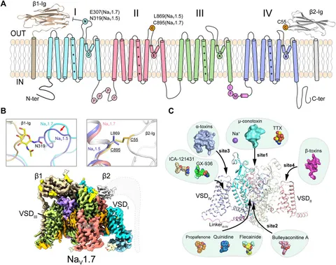 Frontiers | Structural Advances in Voltage-Gated Sodium Channels