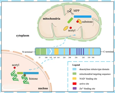 専用サイト FcγRIIB potentiates differentiation of myeloid-derived