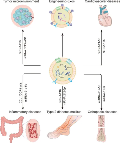 レビュー高評価の商品 Frontiers | Macrophage-Derived Small Extracellular Vesicles アクセサリー
