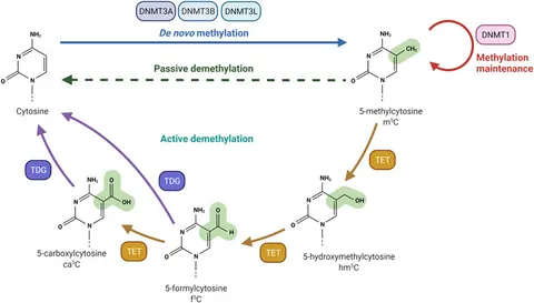 【洋書・専門書】DNA Methylation Protocols DNA Methylation: Methods and Protocols | SpringerLink