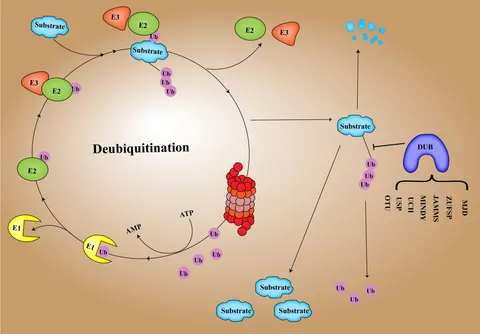 Sustainable and Efficient Wastewater Treatment Using