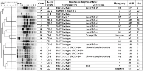 Frontiers | OXA-244-Producing ST131 Escherichia coli From