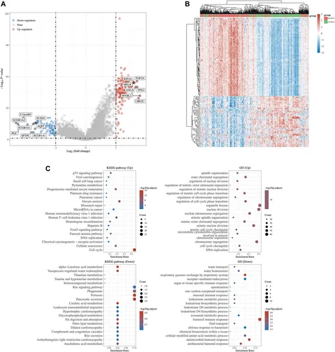 国内初の直営店 Frontiers | Ferroptosis regulator FANCD2 is associated with 絵本/児童書