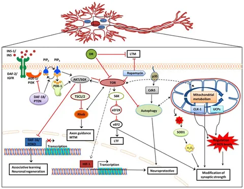 fgene-05-00155-g001.jpg