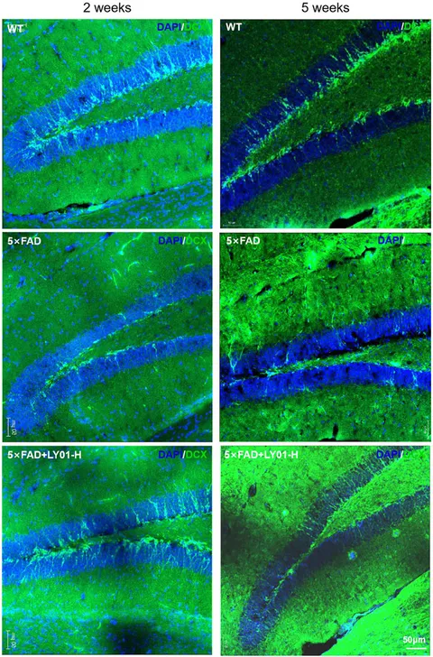 Frontiers | Mechanism of Neural Regeneration Induced by