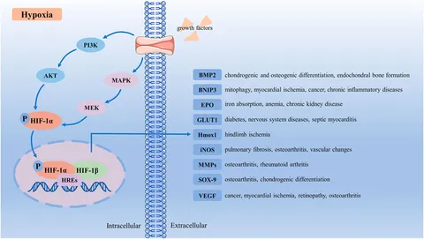 Cartilage Homeostasis under Physioxia