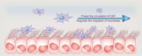 リポート集 fnmol-15-927479-g001.jpg