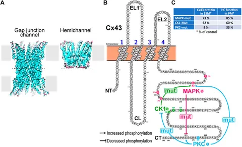 Frontiers | Connexin 43 in Mitochondria: What Do We Really