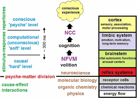 Frontiers | From the origins to the stream of consciousness