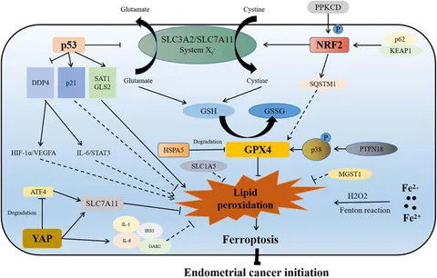 おまとめ【aph93,145 sti22,23 pyro3 sel4】 The miR-182-5p/GPX4 Pathway Contributes to Sevoflurane