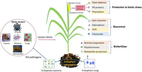 Frontiers | Endophytes and their potential in biotic stress