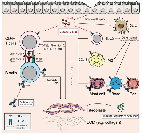 Frontiers | Potential roles of non-lymphocytic cells in the