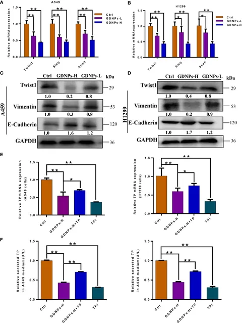 Frontiers | Ginseng-derived nanoparticles inhibit lung