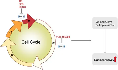 fcell-10-942828-g004.jpg