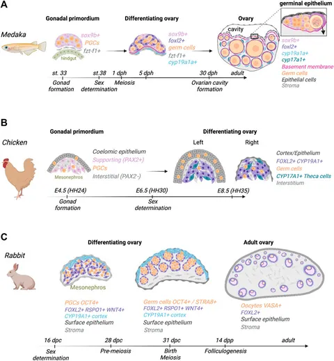 人気TOP Frontiers | Becoming female: Ovarian differentiation from an アイライナー
