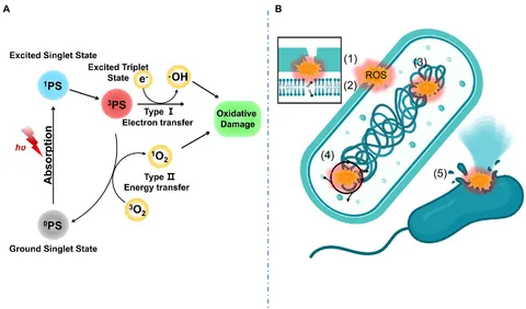 Structural basis for allosteric regulation of pyruvate