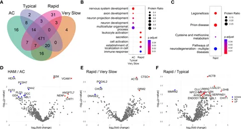 Frontiers | Chitotriosidase 1 in the cerebrospinal fluid as