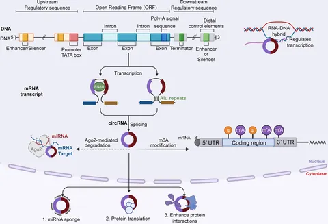 Frontiers | Mechanism underlying circRNA dysregulation in
