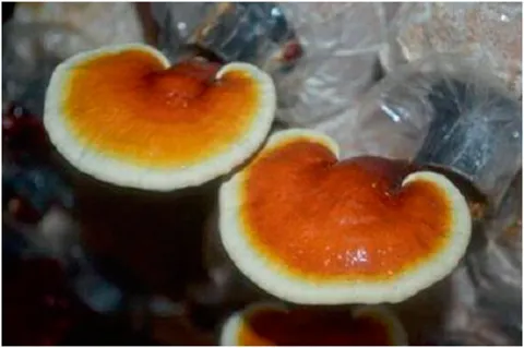 Frontiers | Ganoderma lucidum: Unutilized natural medicine