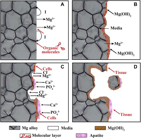 Frontiers | A review on magnesium alloys for biomedical