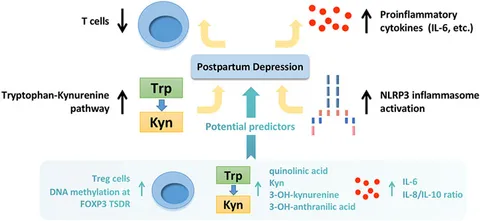 Frontiers | Inflammatory pathophysiological mechanisms