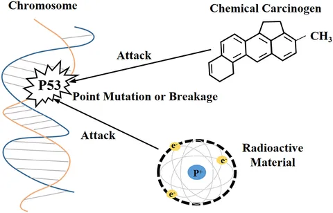 Frontiers | A Comprehensive Overview of the Complex Role of
