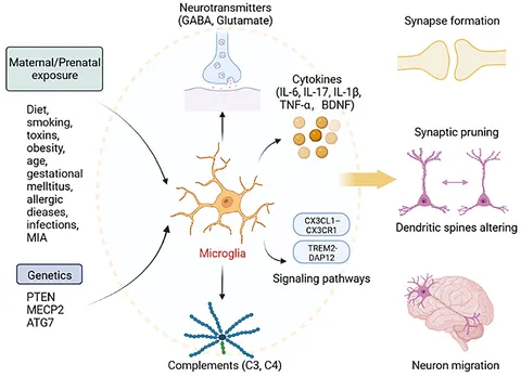 キャップ Capsaicinoids and Their Effects on Cancer: The “Double-Edged