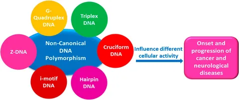 DNA Structure: Alphabet Soup for the Cellular Soul | IntechOpen
