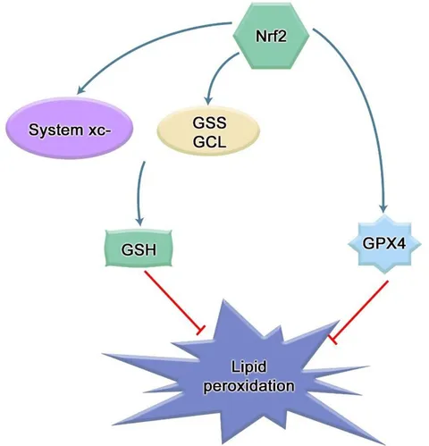 purotandim nrf2  2個 Nrf2: A promising therapeutic target in bone-related