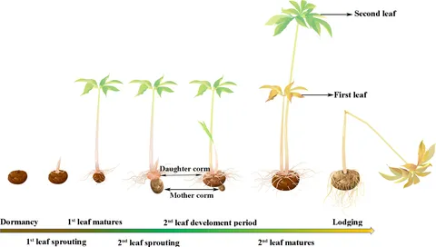 ピリオド4枚 fpls-13-964003-g001.jpg