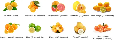 Physiological Characteristics of Sunburn Peel after Apple