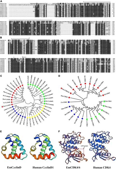 エナジーマーカー　E-33〜40セット RETRACTED ARTICLE: Kynurenine promotes neonatal heart