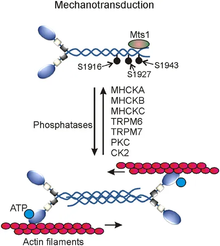 fchem-02-00045-g003.jpg