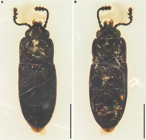 Frontiers | An enigmatic beetle with affinity to
