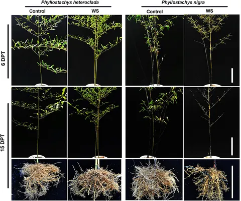 Frontiers | Ecological strategy of Phyllostachys heteroclada Frontiers | Ecological strategy of Phyllostachys heteroclada