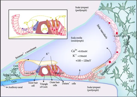 Frontiers | Pathological mechanisms of connexin26-related hearing