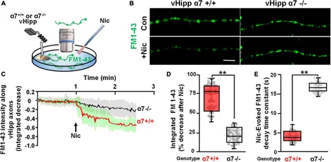 Basic Neurochemistry 第7版 Hippocampal cholecystokinin-expressing interneurons regulate