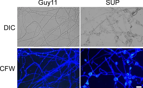 Frontiers | Bacillus subtilis KLBMPGC81 suppresses